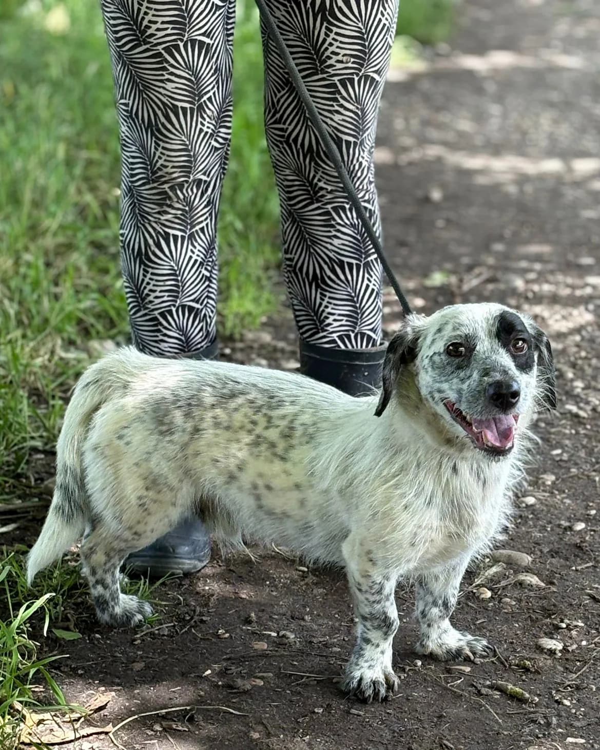 BUBIMIR, male Mixed Breed for adoption at Udruga Spas Varaždin, Varaždin