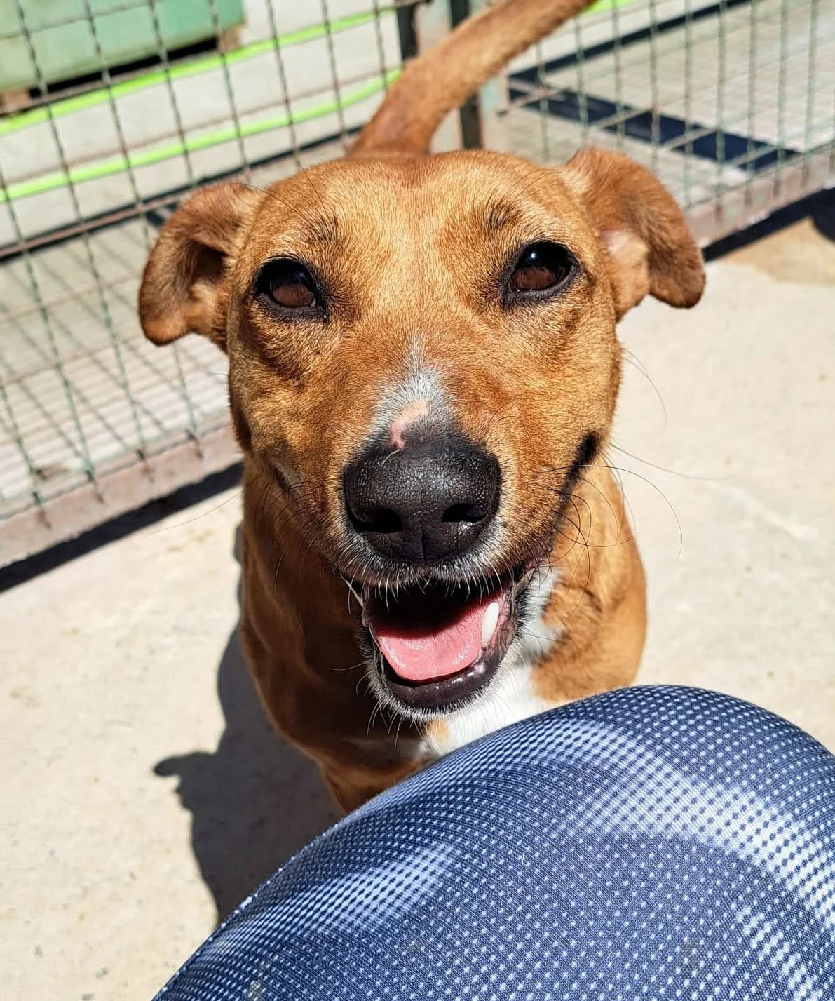 CELINE, female Mixed Breed for adoption at Udruga Spas Varaždin, Varaždin
