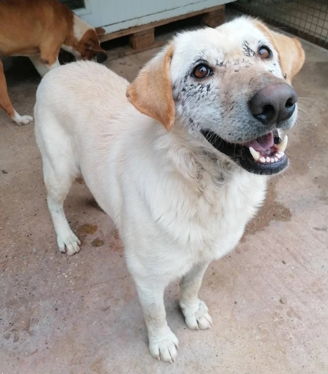 DOLLI, female Mixed Breed for adoption at Udruga Spas Varaždin, Varaždin