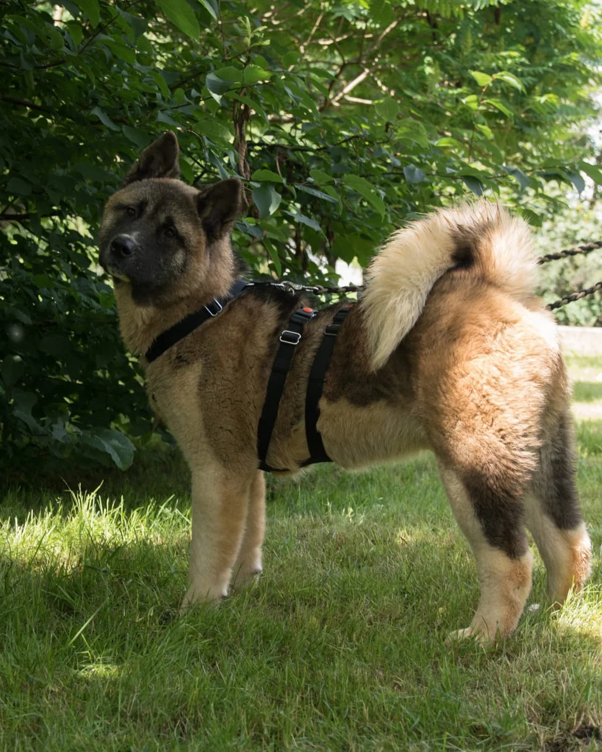 HUGO, male Mixed Breed for adoption at Udruga Spas Varaždin, Varaždin