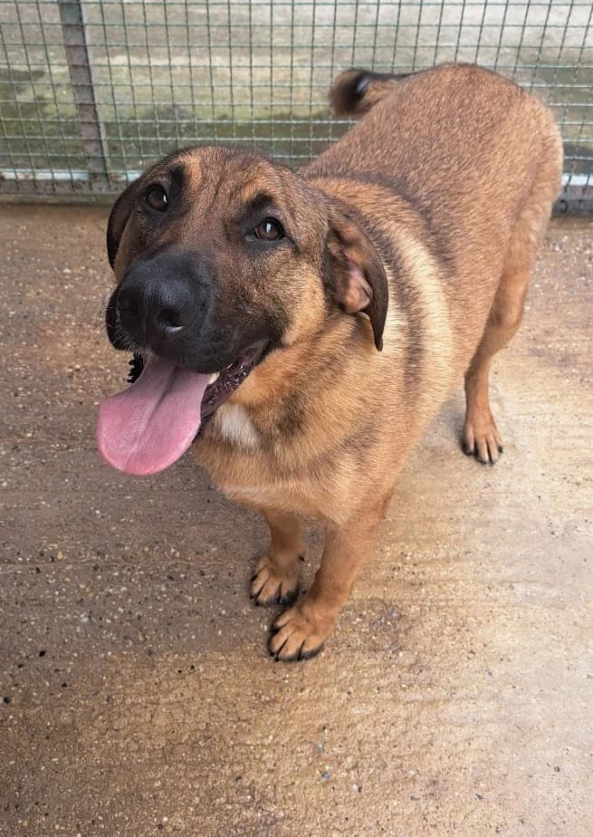 JOSI, male Mixed Breed for adoption at Udruga Spas Varaždin, Varaždin