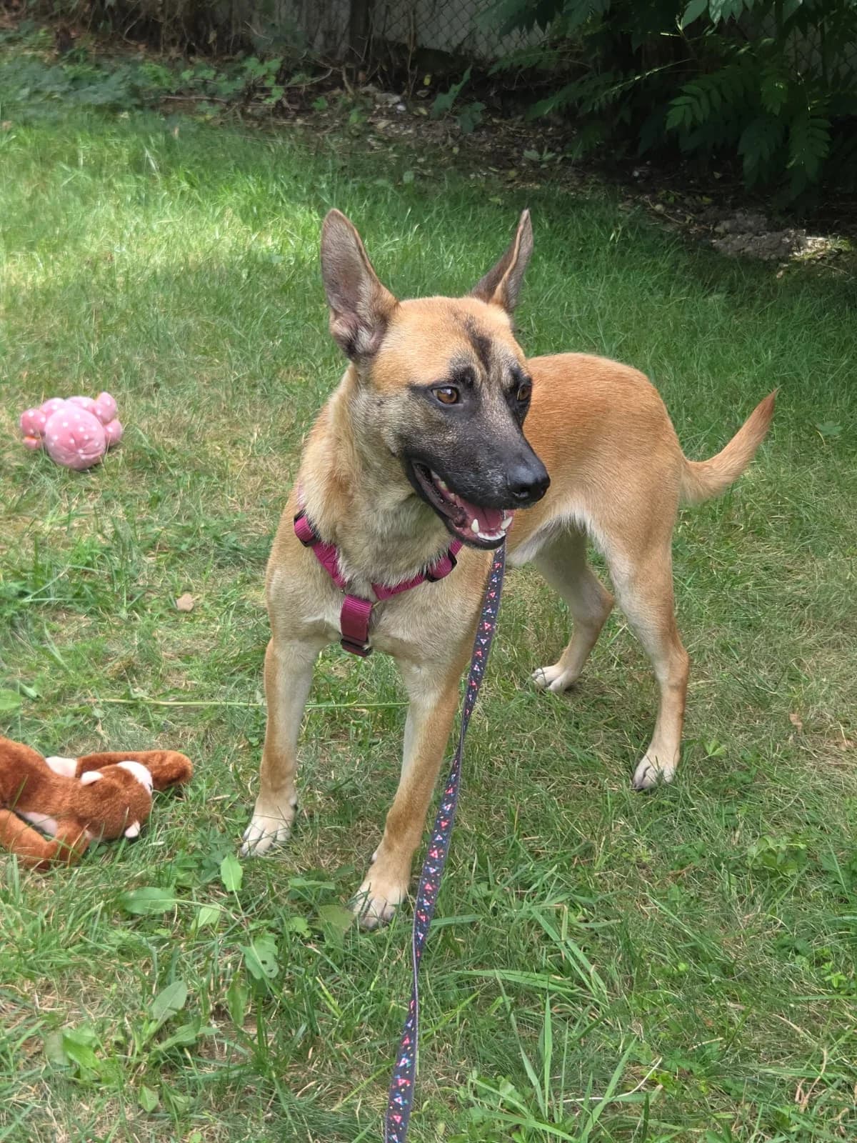JURICA, Mixed Breed (Udruga Spas Varaždin)