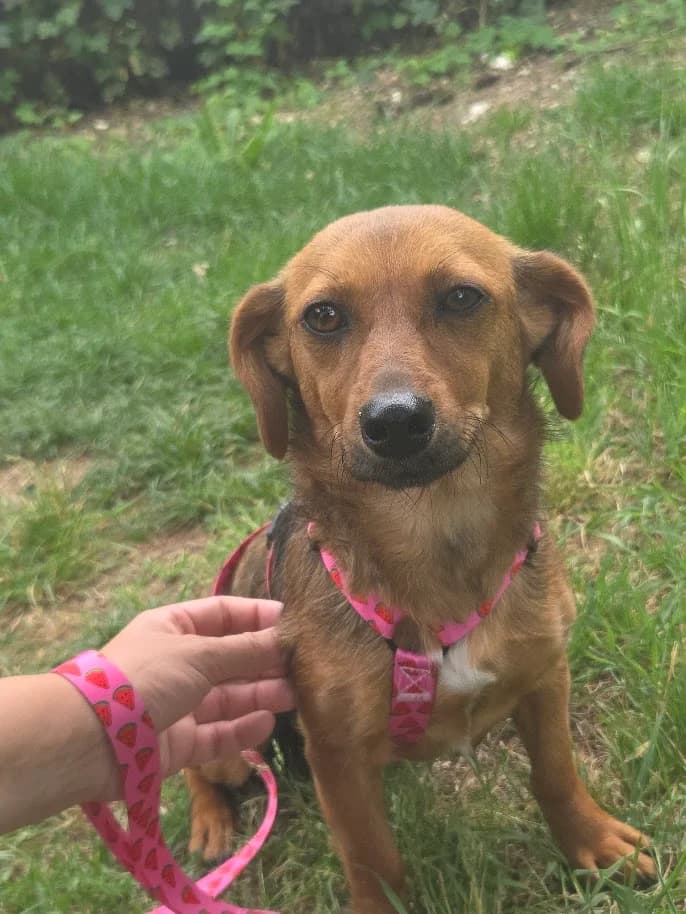 LENA, Mixed Breed (Udruga Spas Varaždin)
