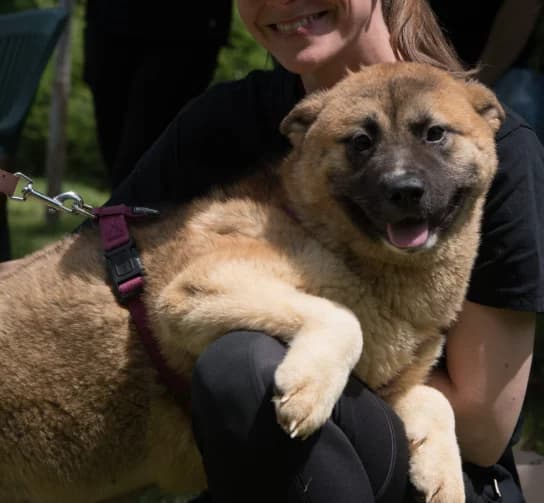 LINAH, female Mixed Breed for adoption at Udruga Spas Varaždin, Varaždin