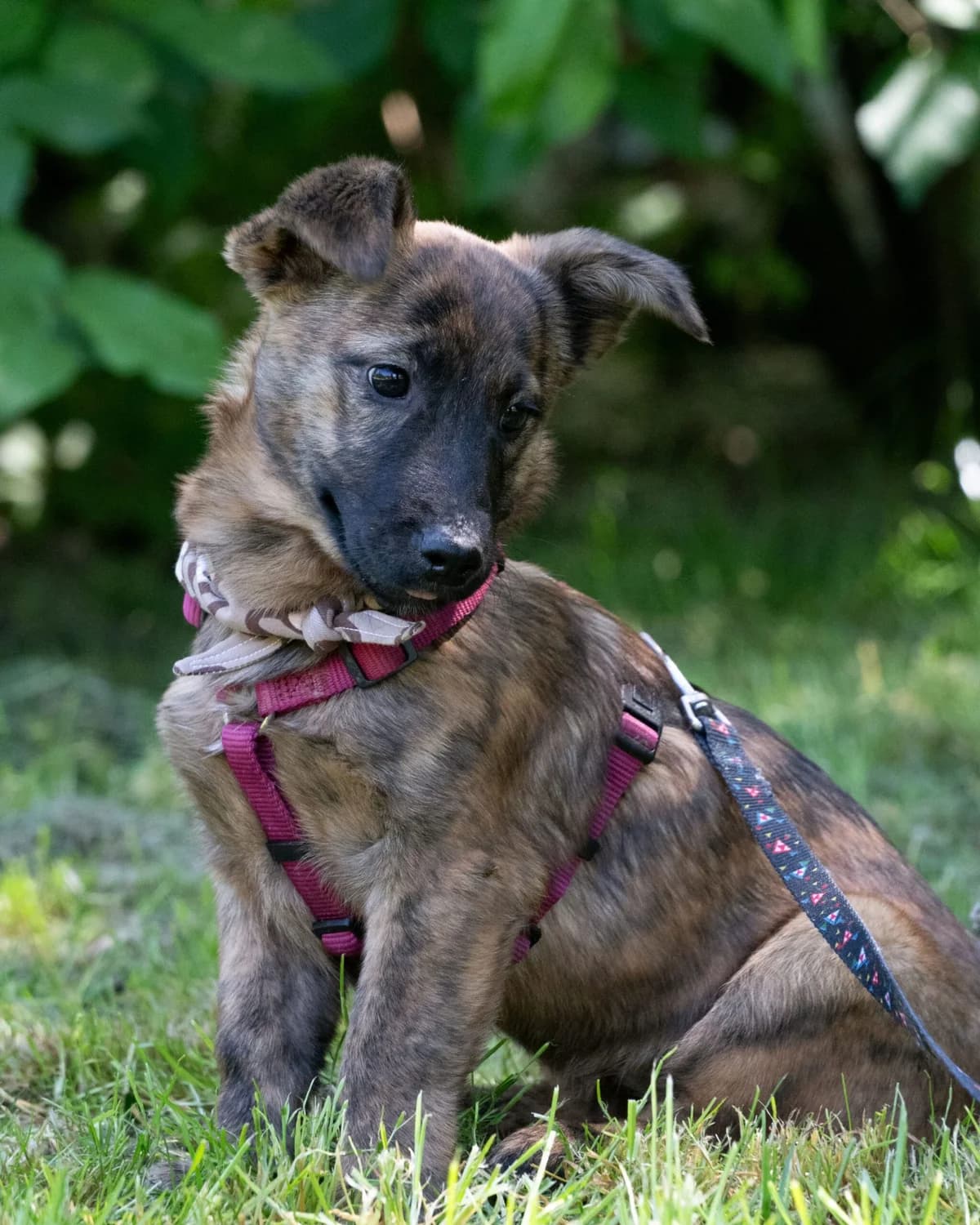MANKI, Mixed Breed (Udruga Spas Varaždin)