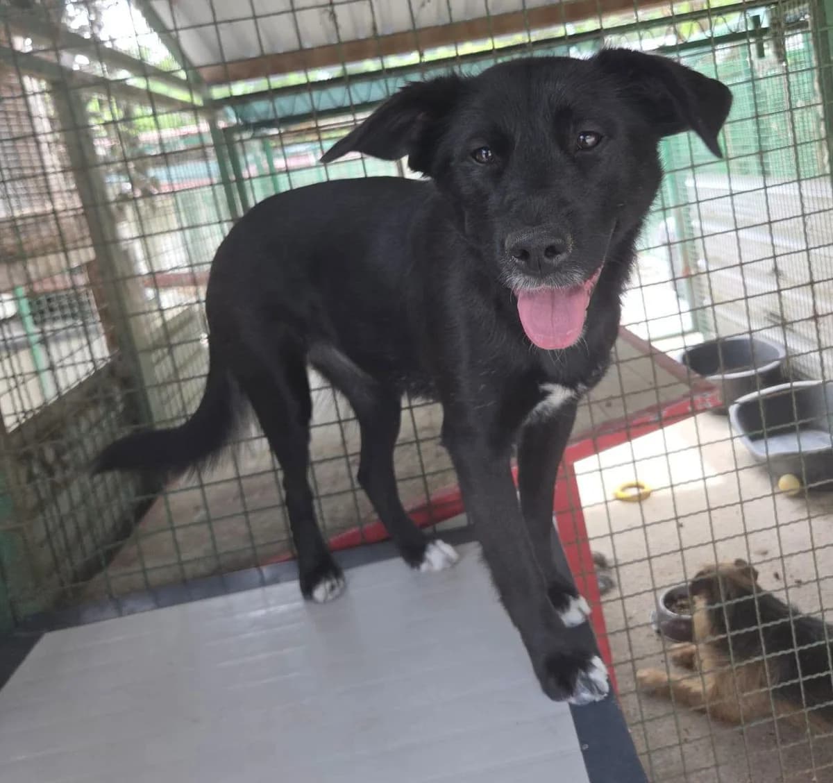 MAYLI, female Mixed Breed for adoption at Udruga Spas Varaždin, Varaždin