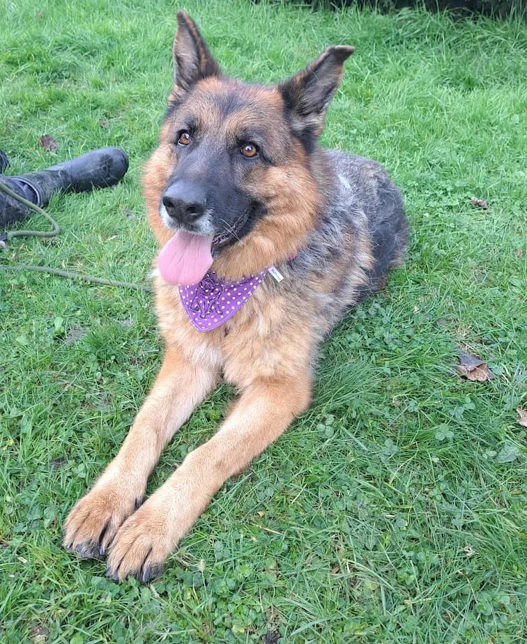 ROXANE, female Mixed Breed for adoption at Udruga Spas Varaždin, Varaždin