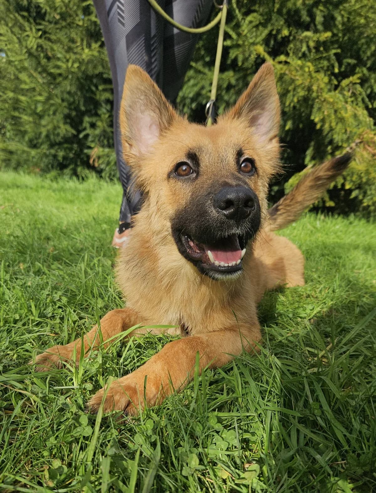 SANDRA, female Mixed Breed for adoption at Udruga Spas Varaždin, Varaždin