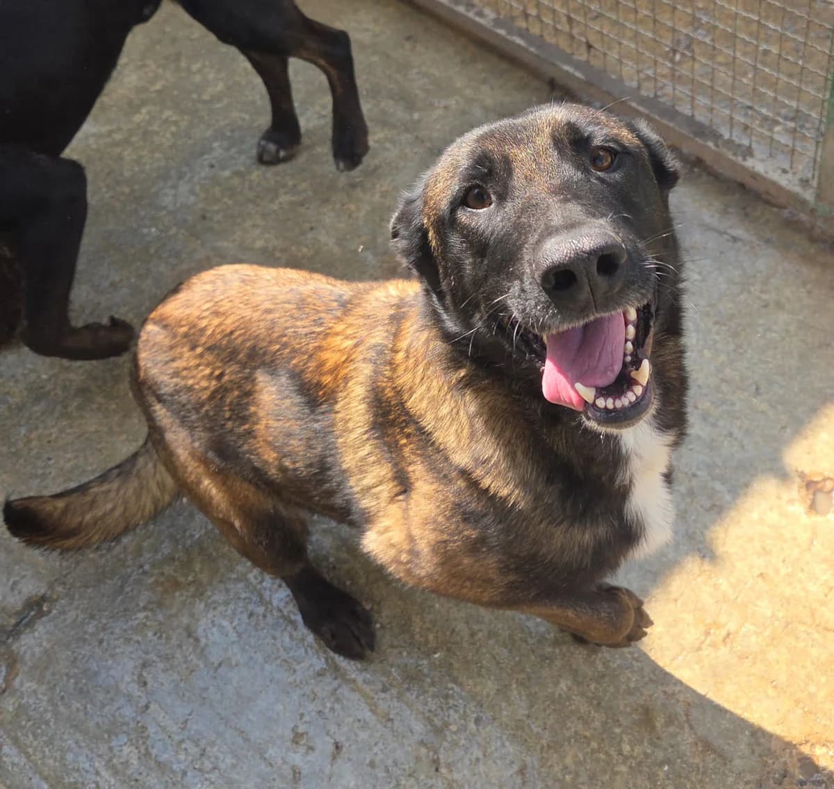 SENKA, Mixed Breed (Udruga Spas Varaždin)
