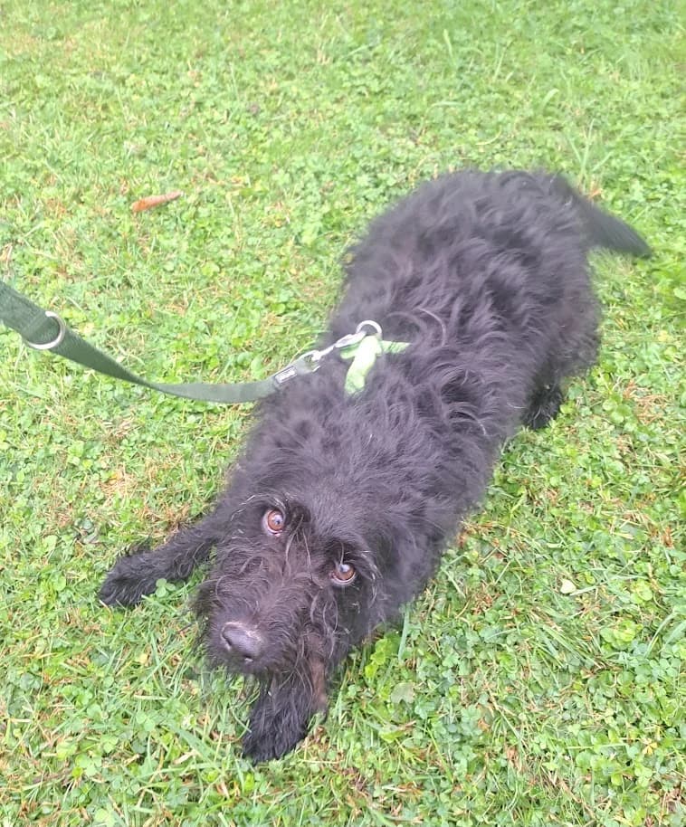 SOFIJA, female Mixed Breed for adoption at Udruga Spas Varaždin, Varaždin