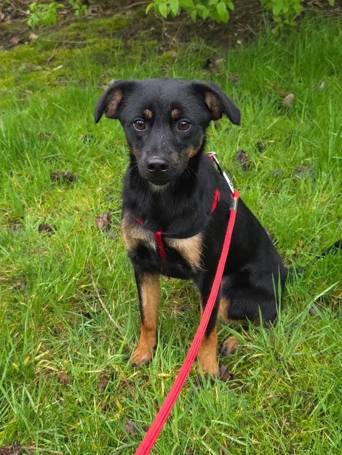 STIPANKA, female Mixed Breed for adoption at Udruga Spas Varaždin, Varaždin