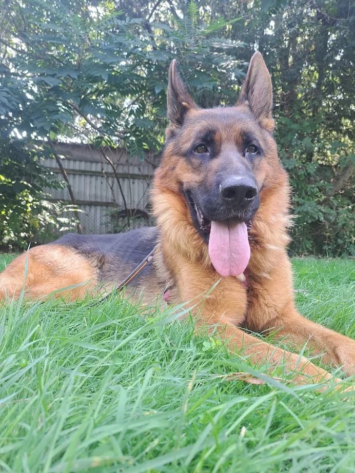 TITO, male Mixed Breed for adoption at Udruga Spas Varaždin, Varaždin