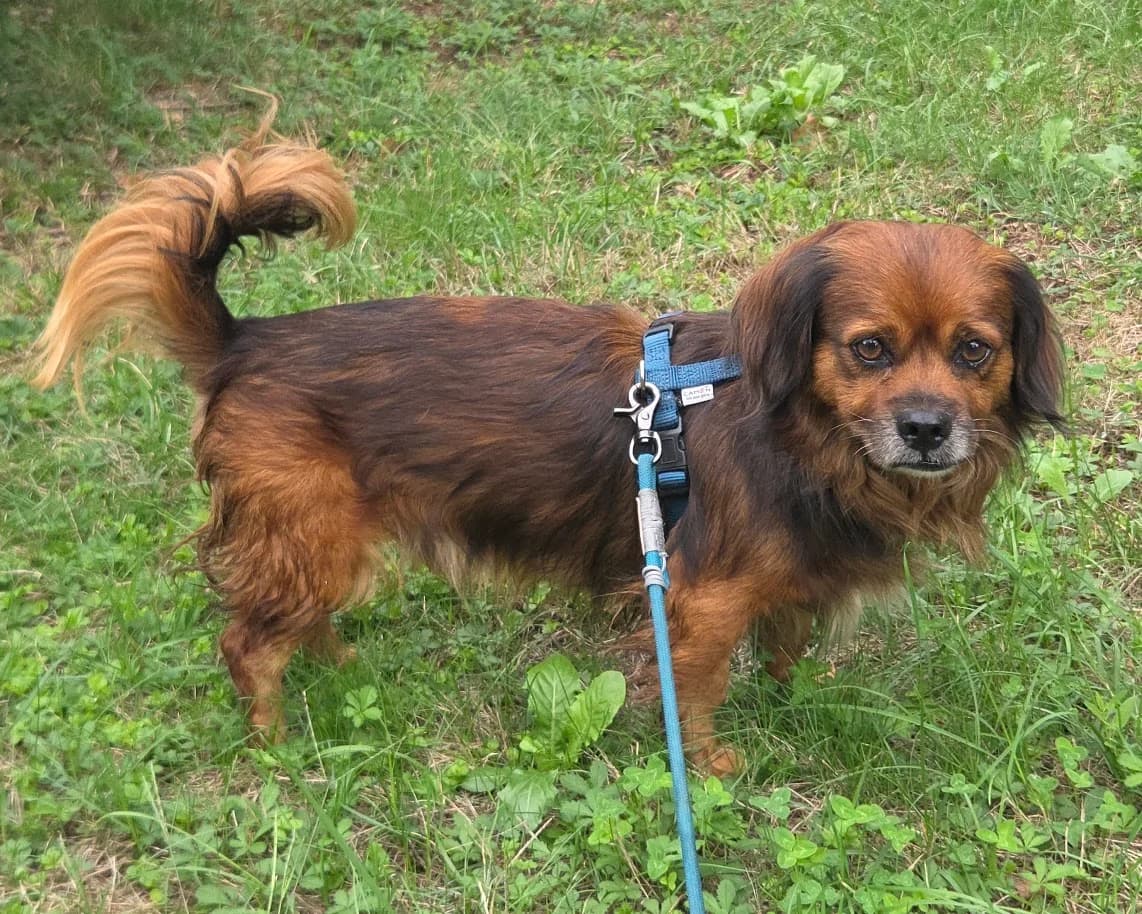 VILI, male Mixed Breed for adoption at Udruga Spas Varaždin, Varaždin