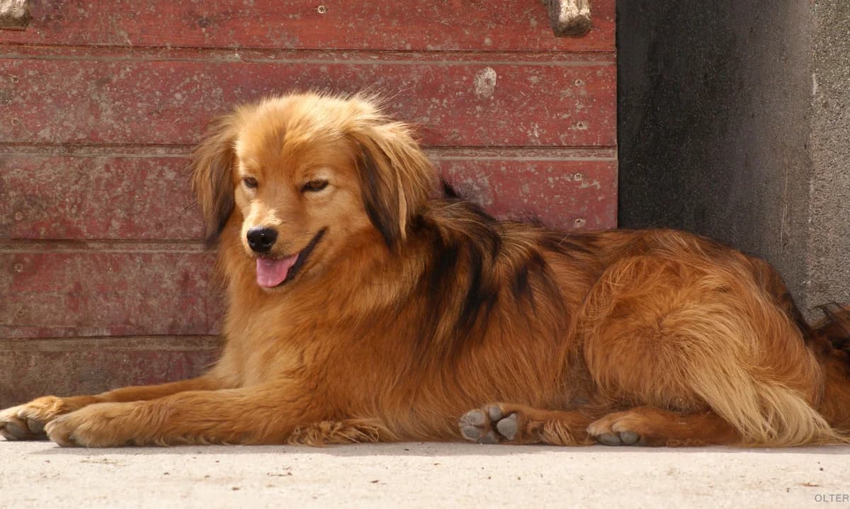 Gyogyó, male senior Mixed Breed for adoption at Noé Állatotthon, Budapest