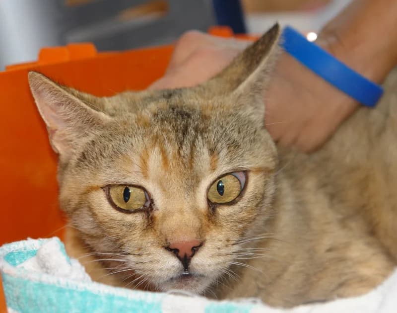 Csomag, female senior Domestic Shorthair for adoption at Noé Állatotthon, Budapest