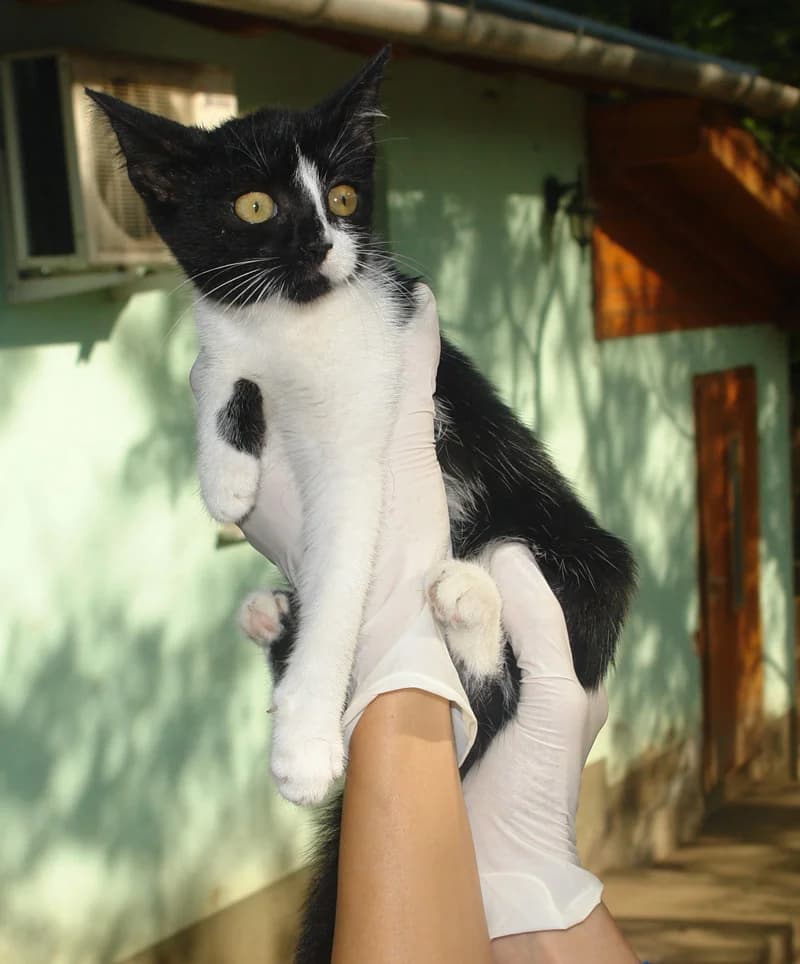 Mylady, female senior Domestic Shorthair for adoption at Noé Állatotthon, Budapest