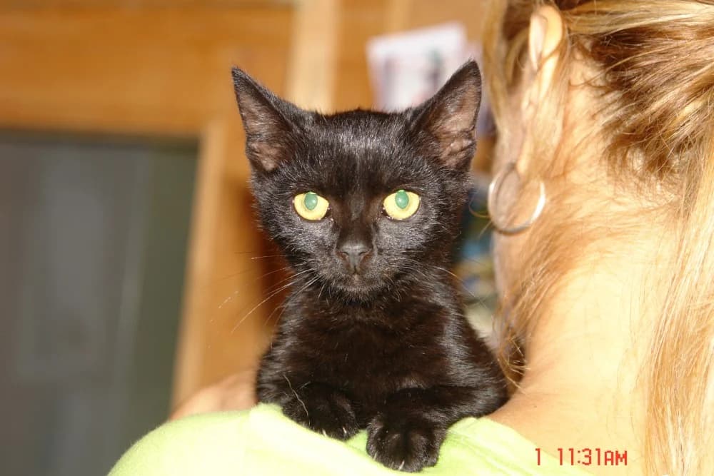 Dorcsi, female senior Domestic Shorthair for adoption at Noé Állatotthon, Budapest