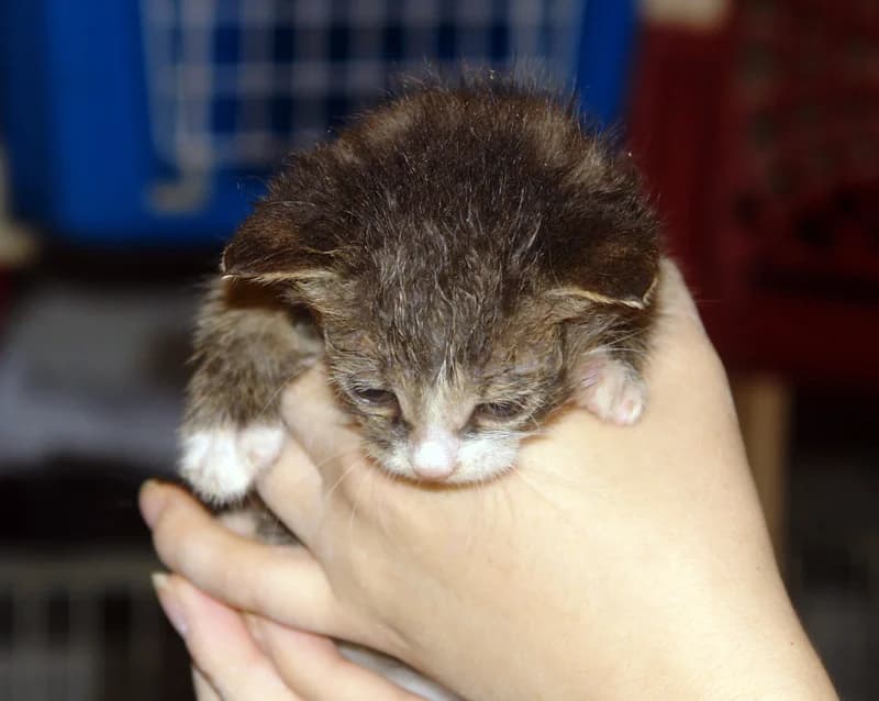Graffiti, male senior Domestic Shorthair for adoption at Noé Állatotthon, Budapest