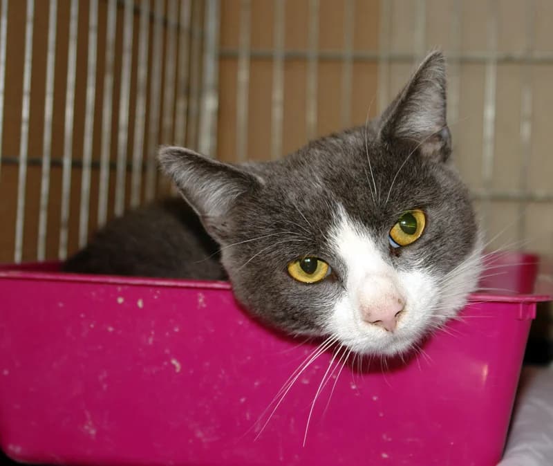 Csonti, male senior Domestic Shorthair for adoption at Noé Állatotthon, Budapest