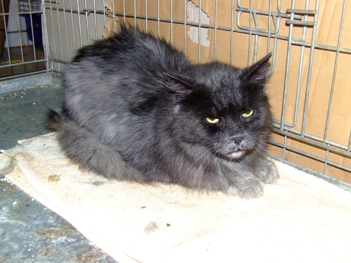 Maximus, male senior Persian for adoption at Noé Állatotthon, Budapest