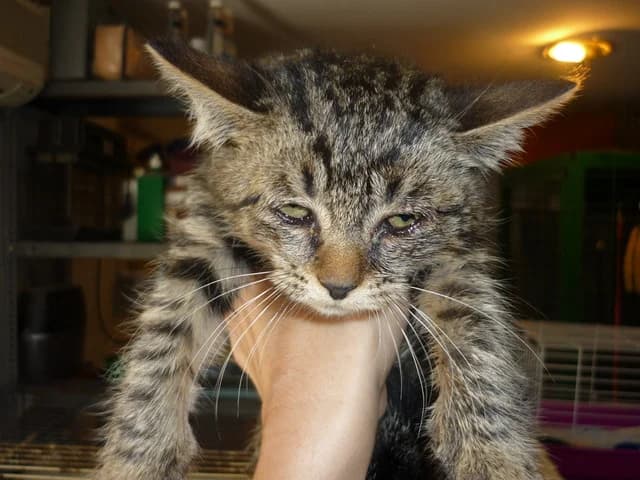 Bogi, female senior Domestic Shorthair for adoption at Noé Állatotthon, Budapest