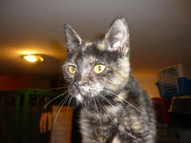 Csillag, female senior Domestic Shorthair for adoption at Noé Állatotthon, Budapest