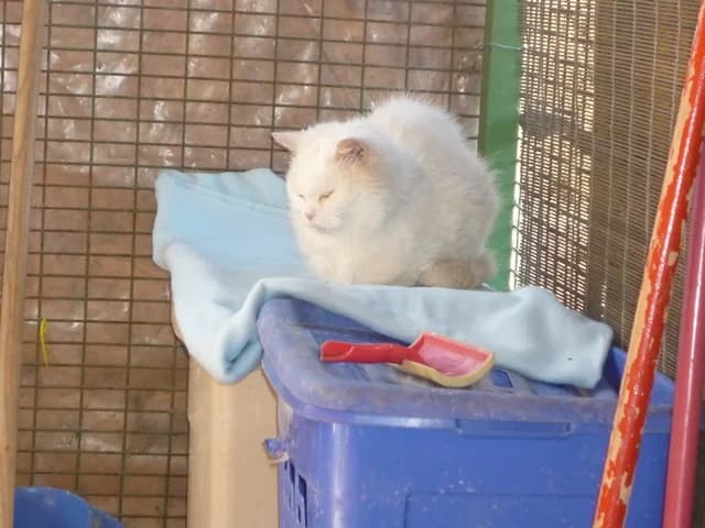 Tizedes, female Persian for adoption at Noé Állatotthon, Budapest