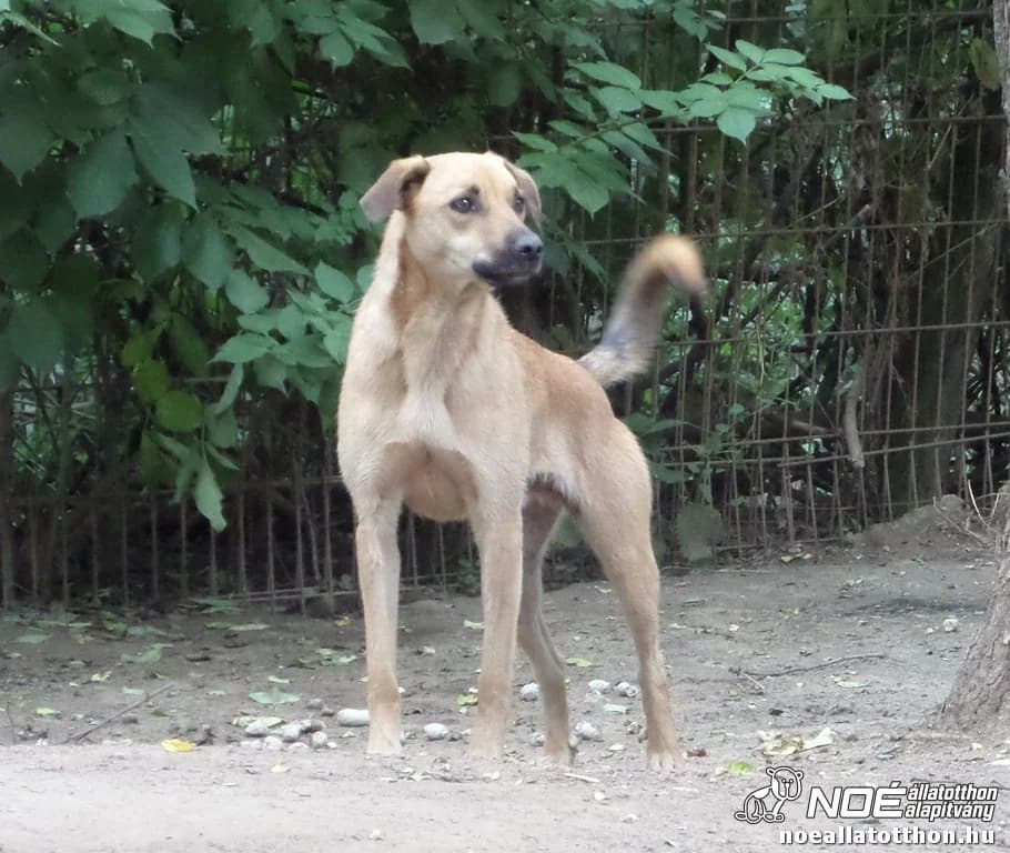 Grafit Dakar, male senior Mixed Breed for adoption at Noé Állatotthon, Budapest