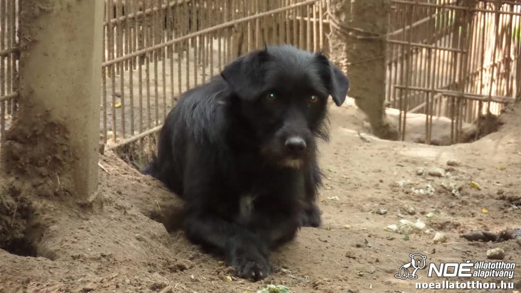 Grafit Grafi photo 2