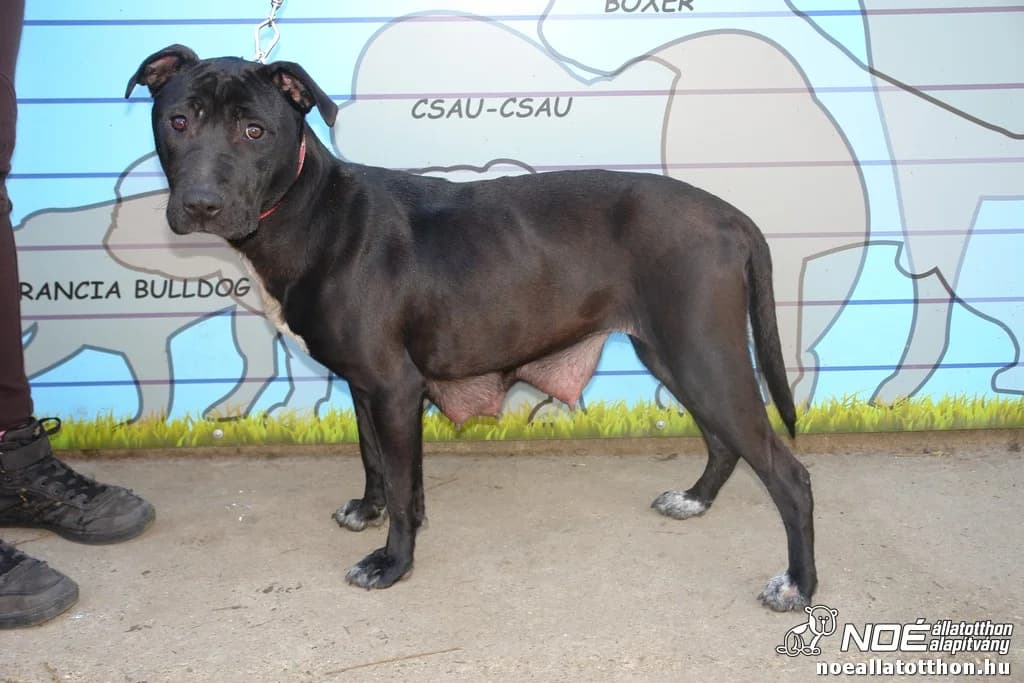 Tatai Klára, female senior Mixed Breed for adoption at Noé Állatotthon, Budapest