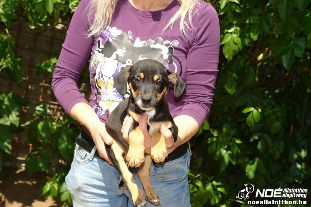 Ladányi Lajtorja, male senior Mixed Breed for adoption at Noé Állatotthon, Budapest