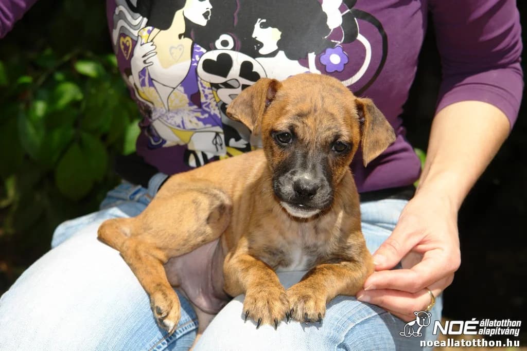 Ladányi Lando, Mixed Breed (Noé Állatotthon)
