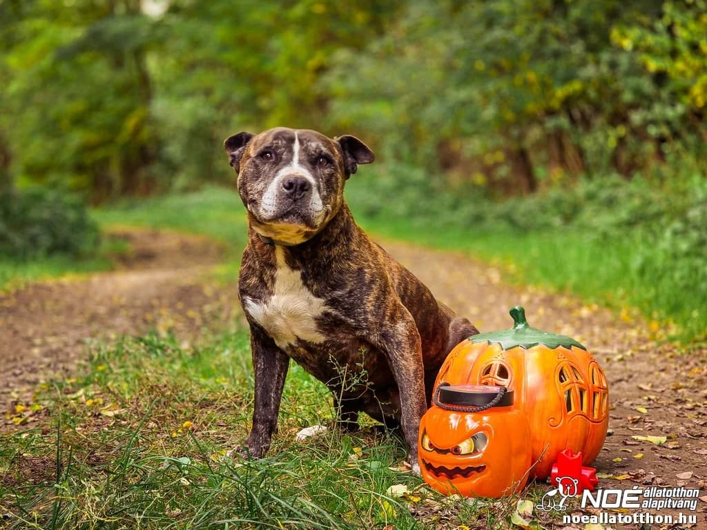 Stefánia, female senior Mixed Breed for adoption at Noé Állatotthon, Budapest