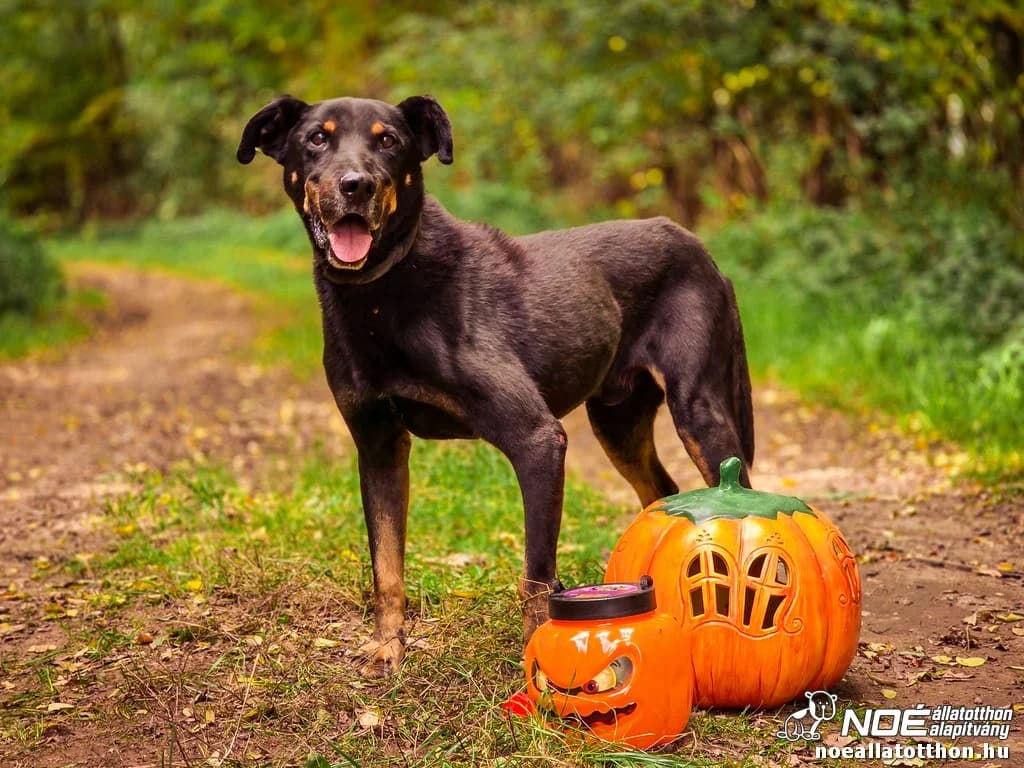 Néró, male senior Mixed Breed for adoption at Noé Állatotthon, Budapest