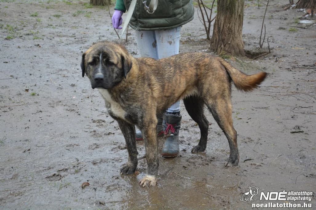Delia, female senior Mixed Breed for adoption at Noé Állatotthon, Budapest