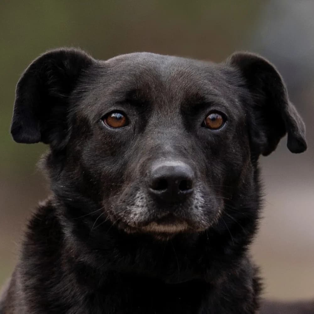 Benő, male senior Mixed Breed for adoption at Noé Állatotthon, Budapest