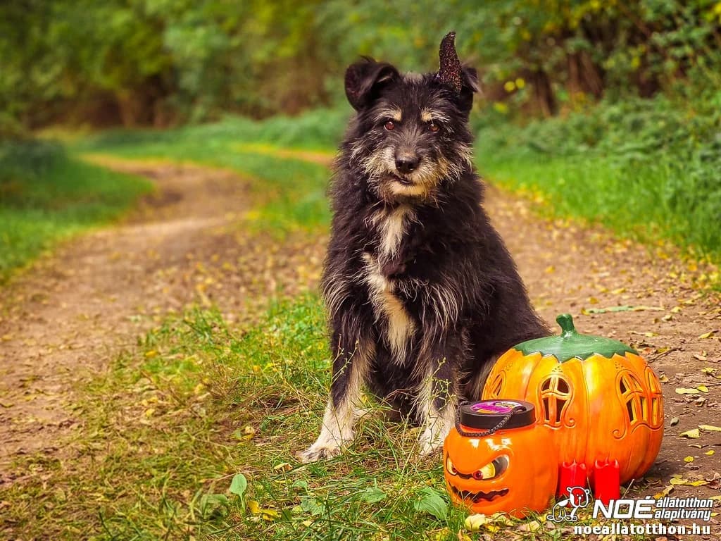 Briós, male senior Mixed Breed for adoption at Noé Állatotthon, Budapest