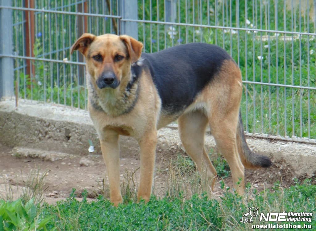 Zana, female senior German Shepherd for adoption at Noé Állatotthon, Budapest