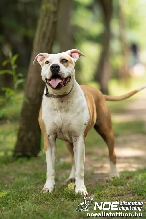 Lizard, female senior American Staffordshire Terrier for adoption at Noé Állatotthon, Budapest