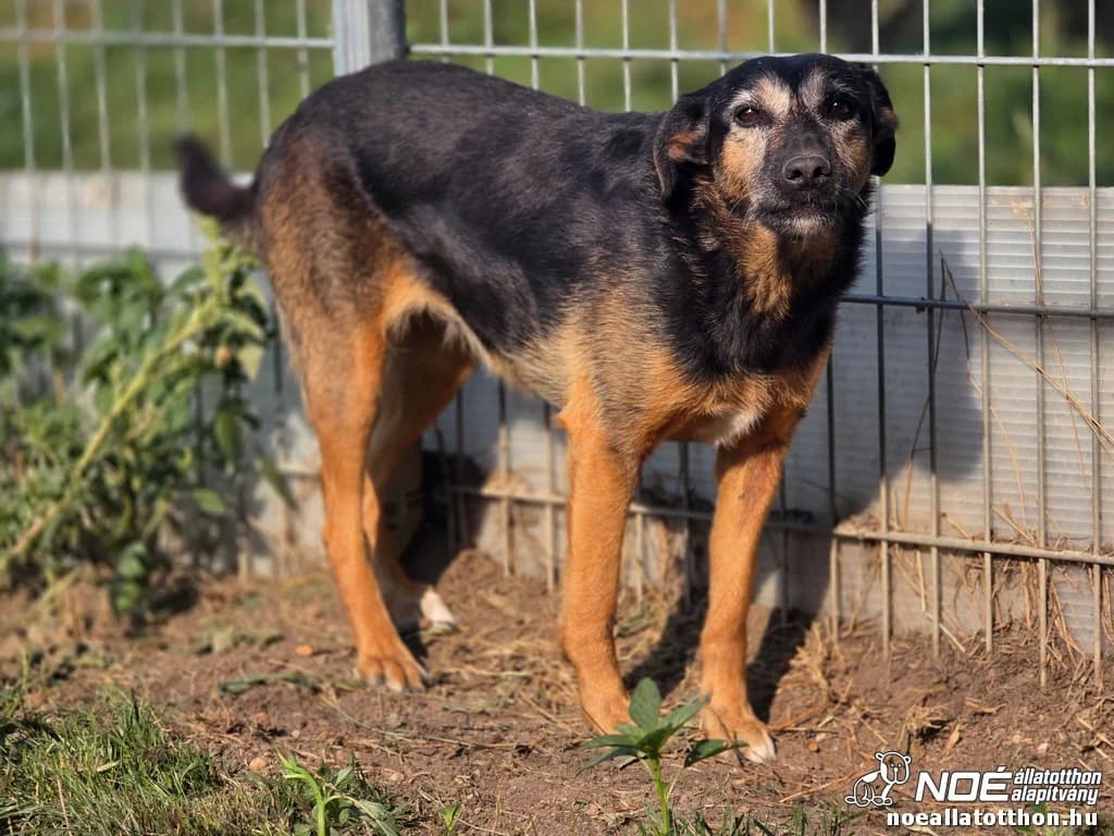 Borona, female senior Mixed Breed for adoption at Noé Állatotthon, Budapest