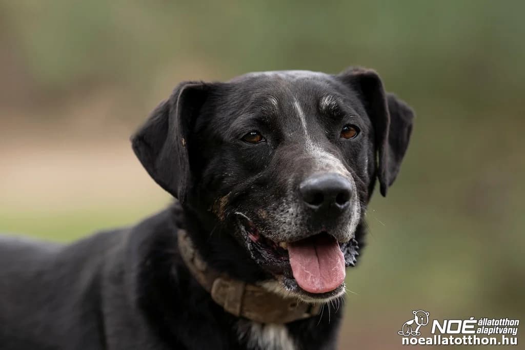 Scotti, male senior Mixed Breed for adoption at Noé Állatotthon, Budapest