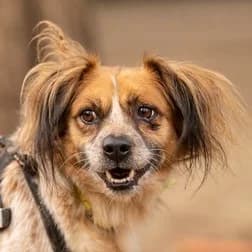 Csutka, male senior Mixed Breed for adoption at Noé Állatotthon, Budapest