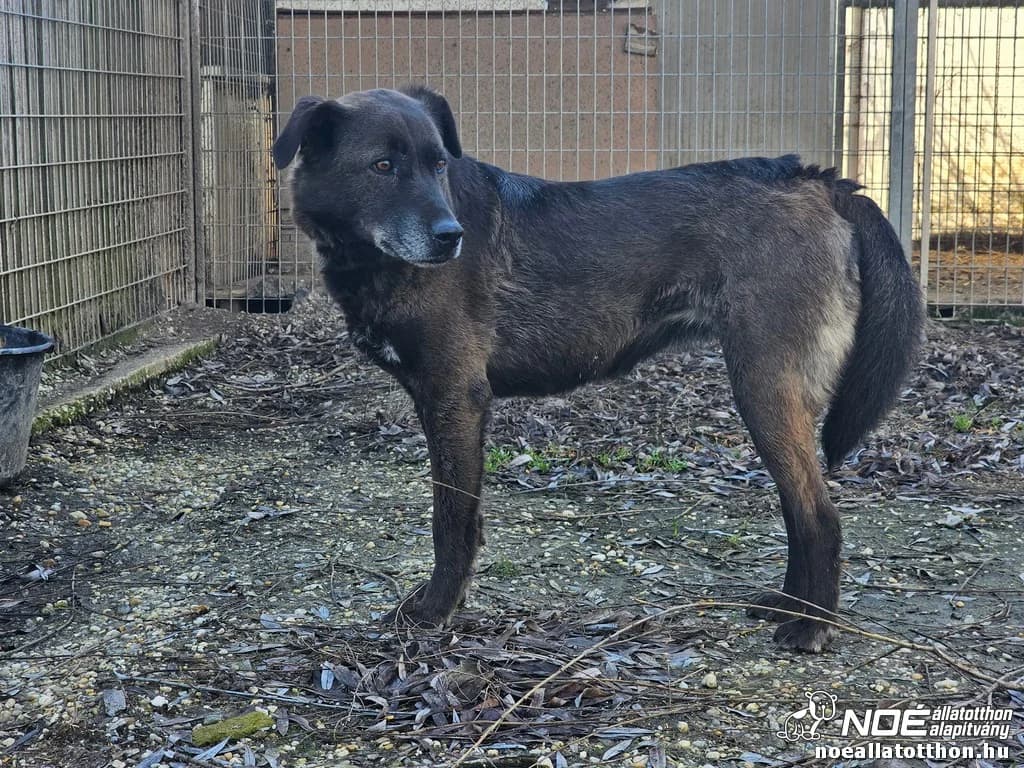 Kál család Killikki, female 7yo Mixed Breed for adoption at Noé Állatotthon, Budapest
