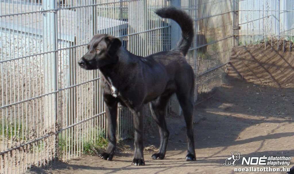 Kál család Karsa photo 2