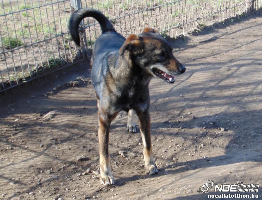 Kál család Kreola photo 2