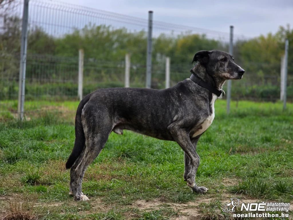 Wellness család Vackor, male 7yo Mixed Breed for adoption at Noé Állatotthon, Budapest