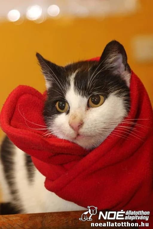 Zsófika, female senior Domestic Shorthair for adoption at Noé Állatotthon, Budapest