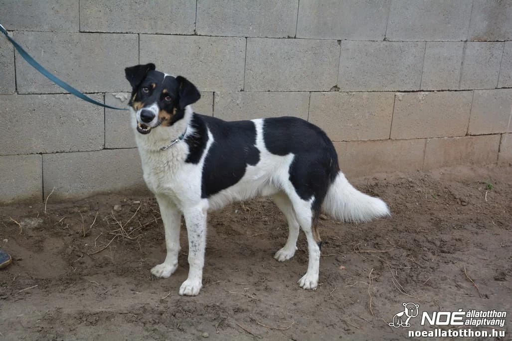 Nyertes, male senior Mixed Breed for adoption at Noé Állatotthon, Budapest