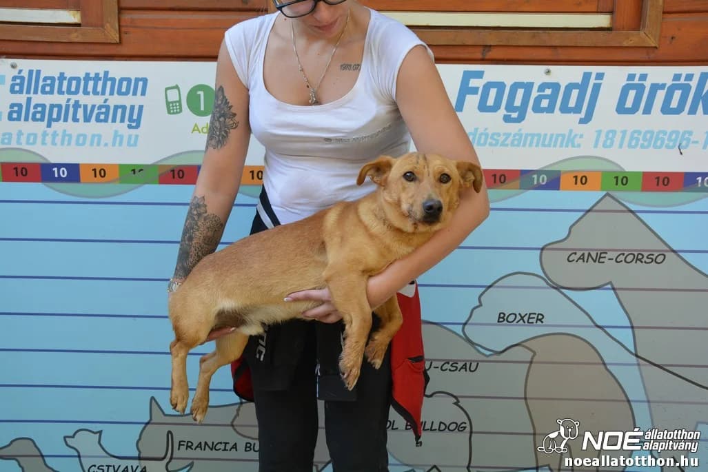 Ecsed, tan male Dachshund for adoption at Noé Állatotthon, Budapest