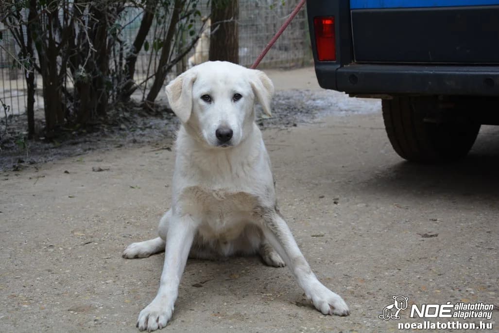 Kuvik család Elemér, male 7yo Kuvasz for adoption at Noé Állatotthon, Budapest